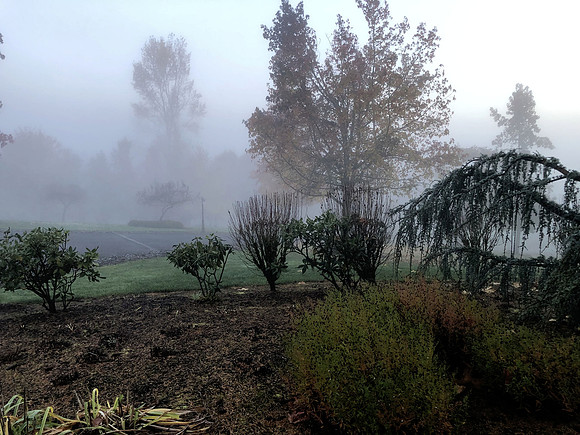 Foggy Morning