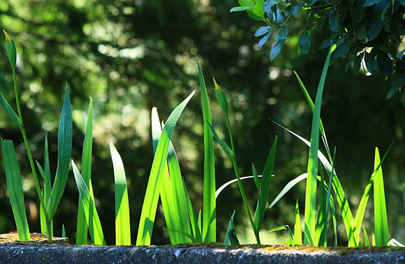 Leaves in the Sun