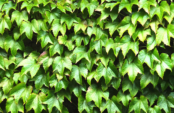 Leafy's the Name