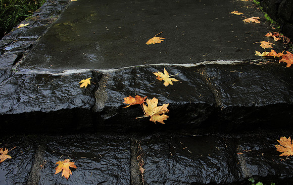 Leaves on Cement