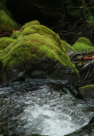 Magical Forest Pool c