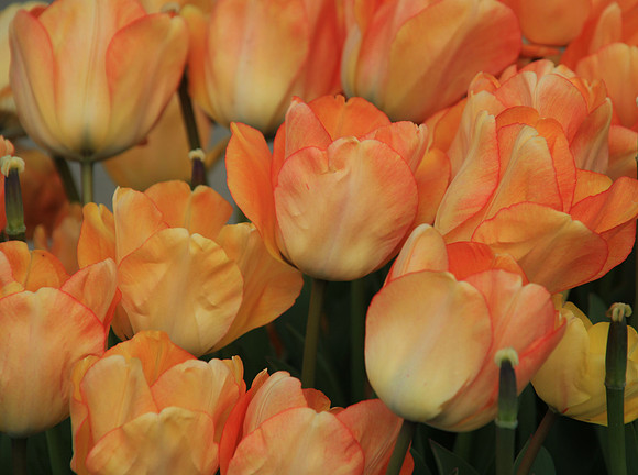 Cotton Coral