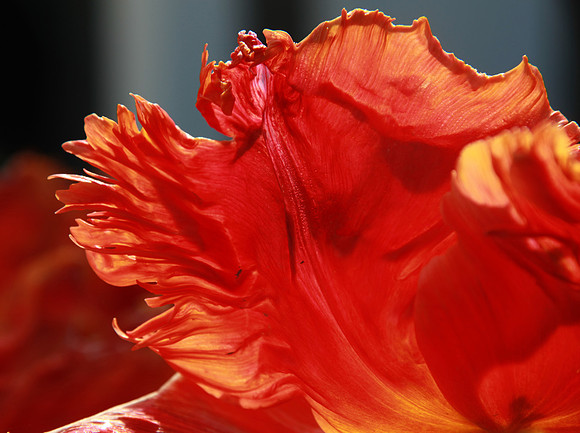 Parrot Orange