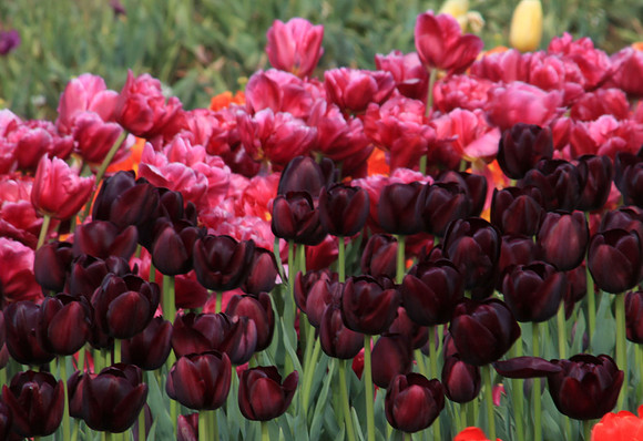Pink and Purple  Mostly