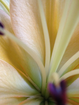 Lily Fair