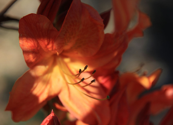 Orange Glow