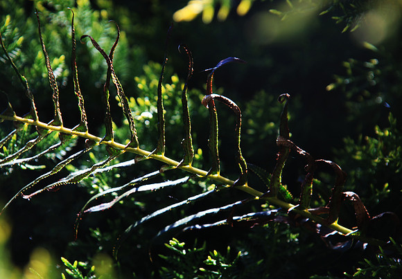 Fern for a Grimm