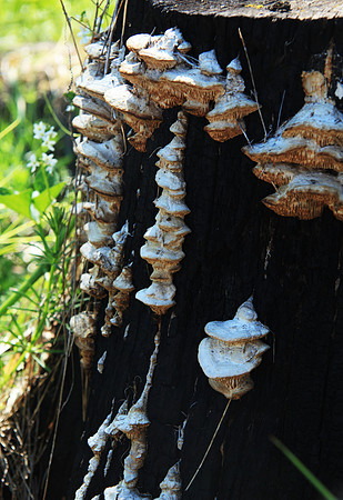 Fungus Highrise