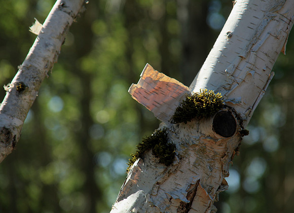 How Trees Text