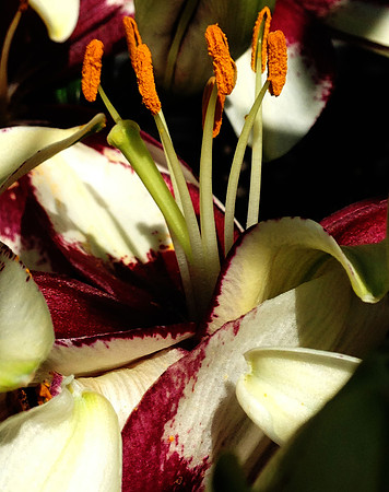 Lily Magic