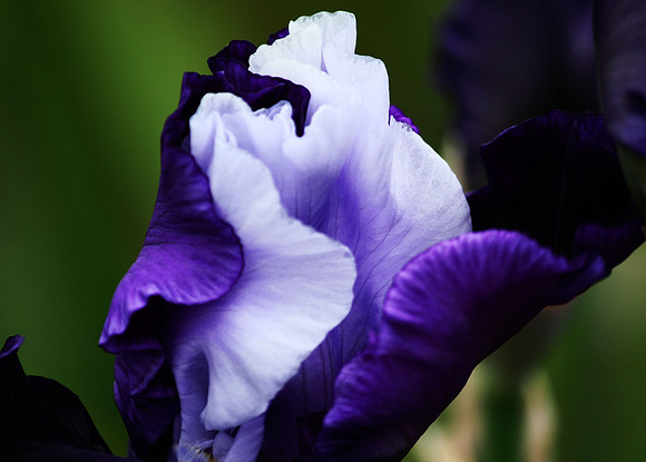 Purple Passion