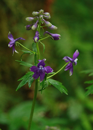 Beauty on the Side of the Road