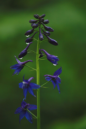 Drops of Larkspur