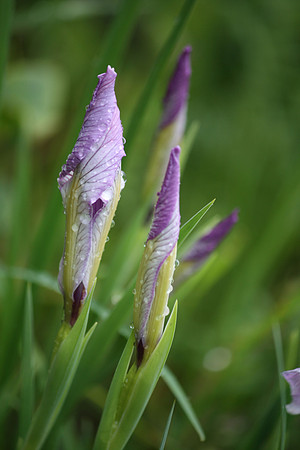 Iris in the Rain II