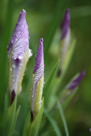 Iris in the Rain