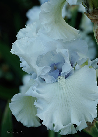 A Whisper of Love