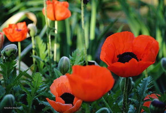 Poppy Glow copy