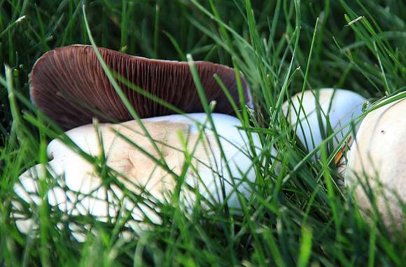Hiding in the Grass