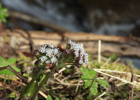Little Guys by the Falls
