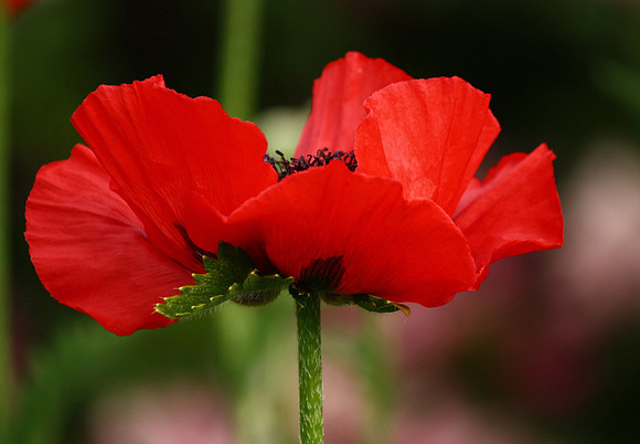 Dance of the Poppy