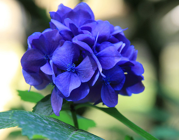 Beautiful Hydrangea