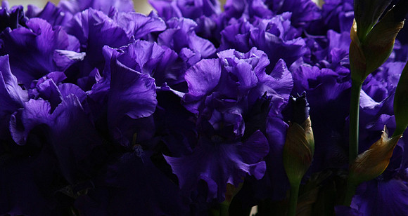 Iris Tops