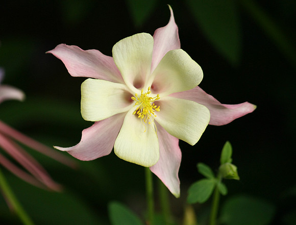 Be Mine, Columbine