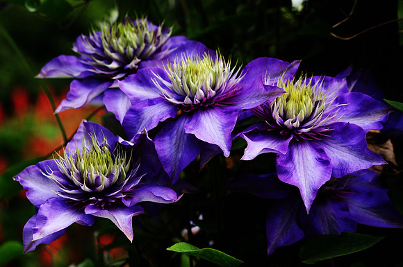 Clem Cluster