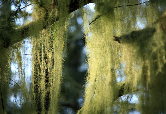 Forest Curtains