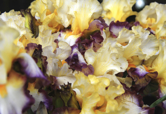 Iris Glitterati