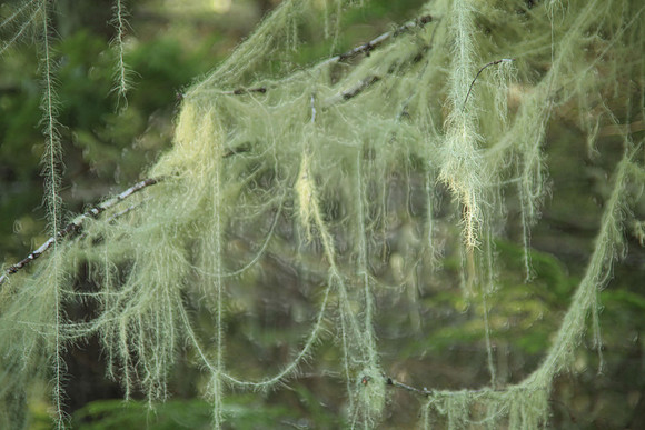Lacey Moss Preserved