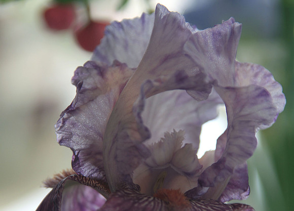 Canopy of Iris