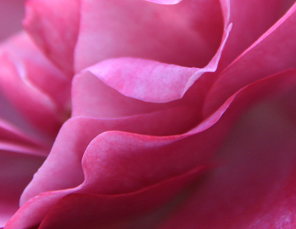 Pouty Petals