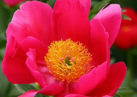 Poppy Love