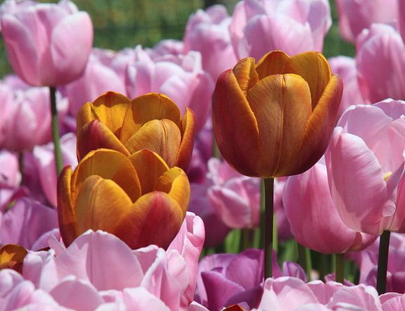 Amid the Pink, A Show of Gold