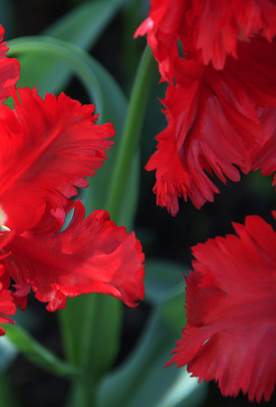 Red Feathers
