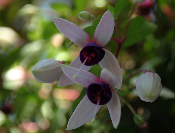 Fall Fuscia