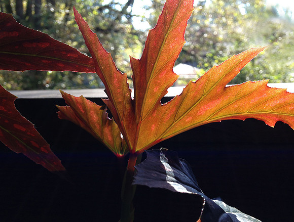 Fall Sparkles