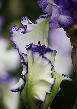 Edges on White