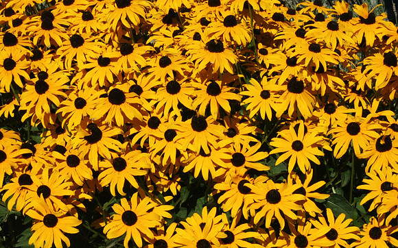 Pack of Black-Eyed Susans