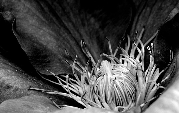Feelers bnw