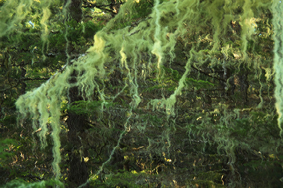 Psychedelic Forest