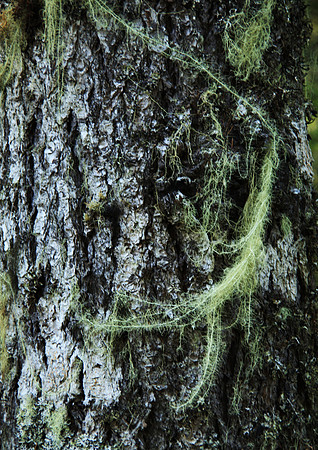 Forest Creepy Crawly