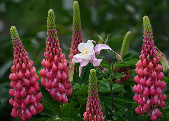 Lupin-bine