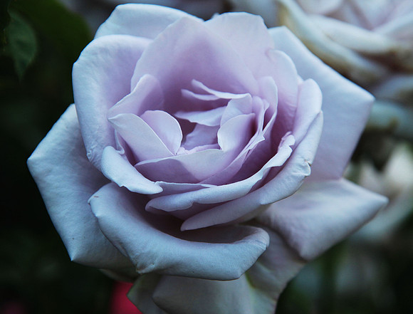 Ghost Rose