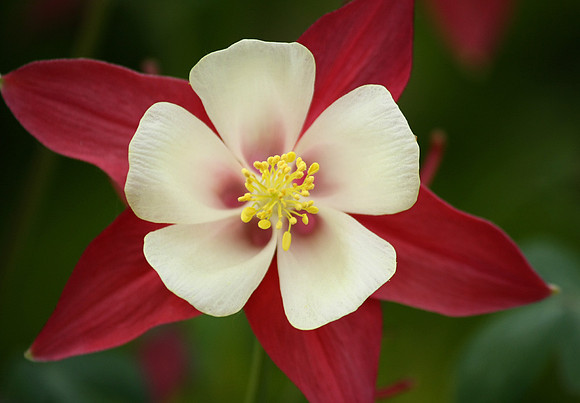 Christmas Columbine