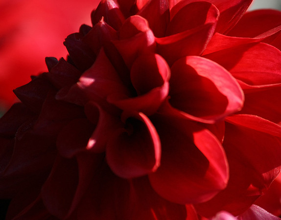 Red Fusion