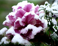 Crystal Cabbage