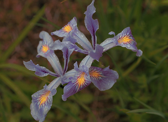 Delicacy of the Mountain