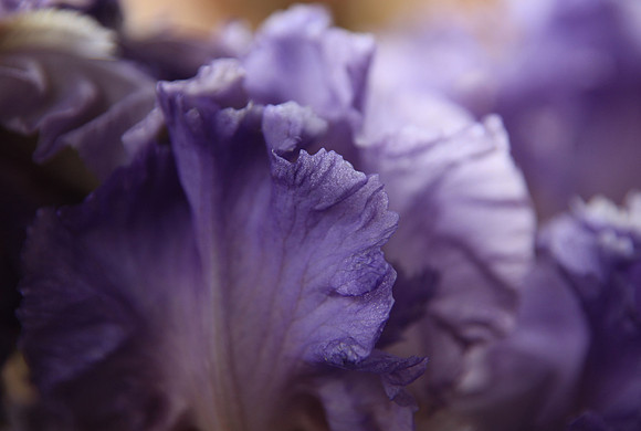 Lavender Wine